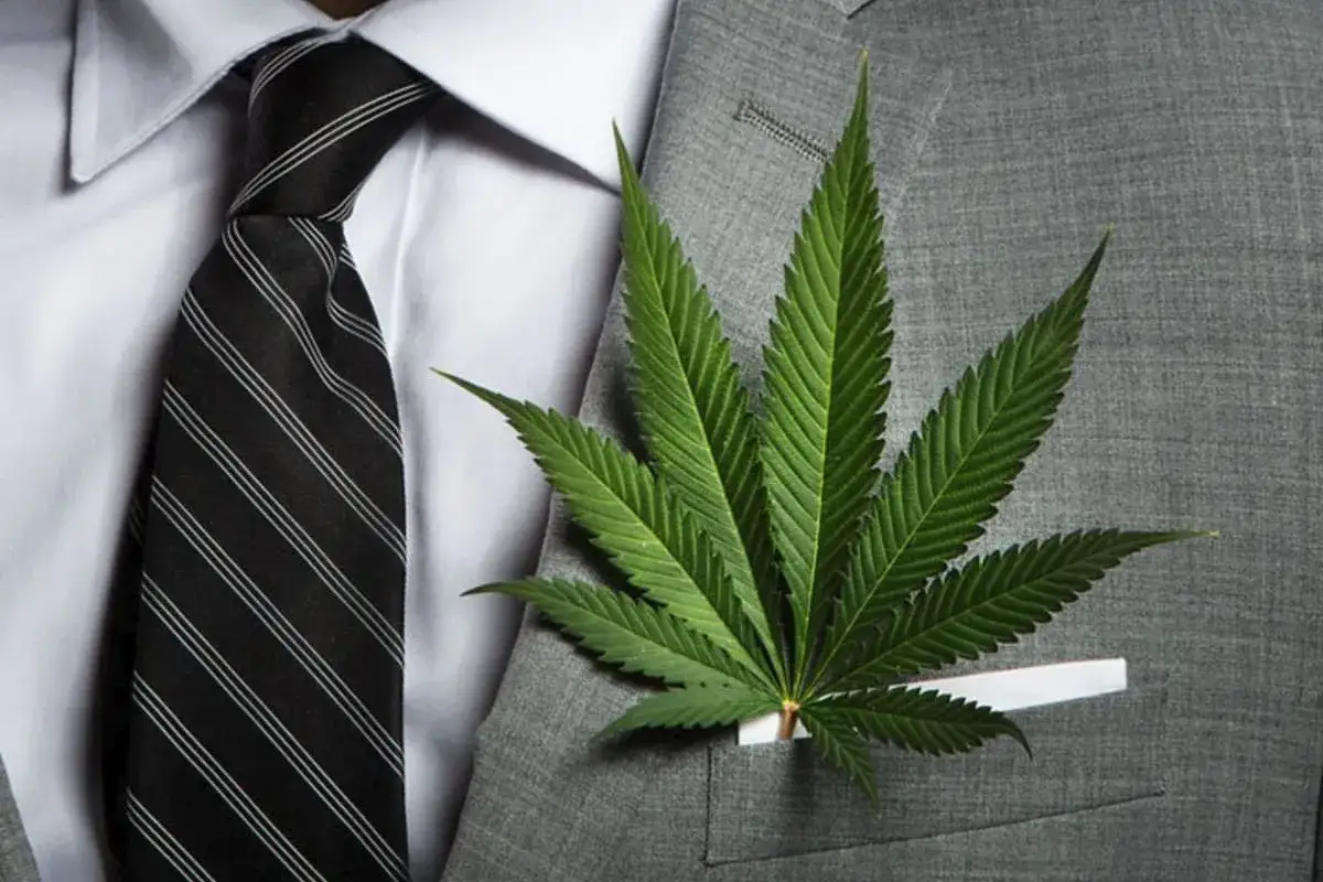 Jak zacząć biznes konopny w Polsce - kluczowe informacje i porady