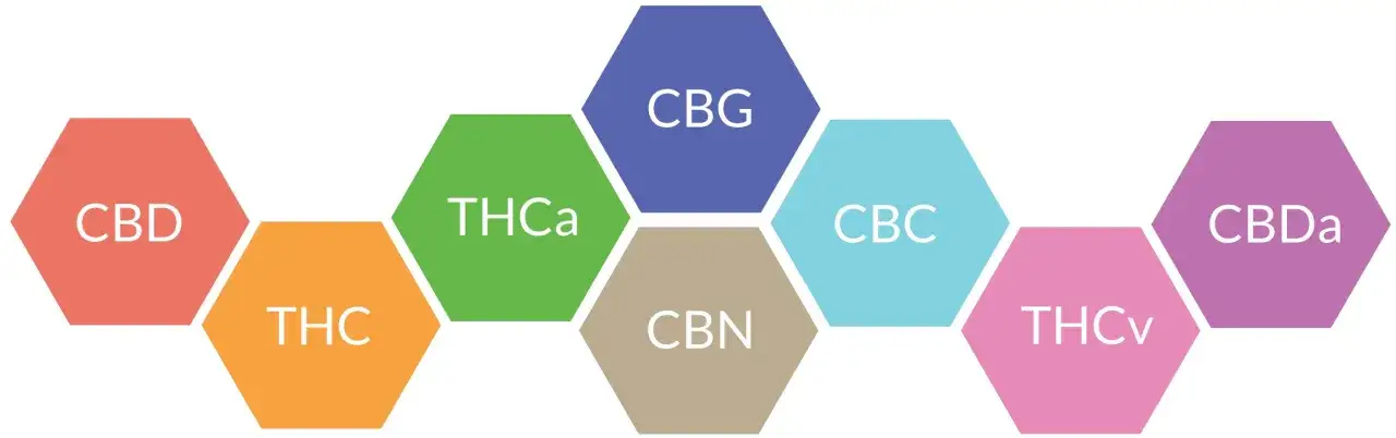 Jak stosować pyłek konopny CBD? Poznaj skuteczne metody i dawkowanie