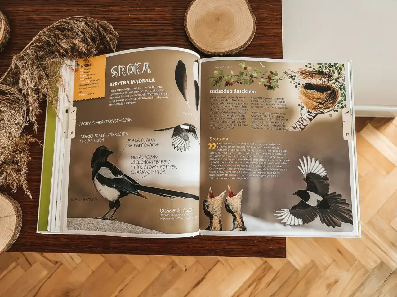 Najlepsze książki o ptakach, które warto przeczytać dla wiedzy i inspiracji