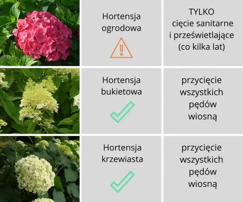 Czy hortensje ogrodowe się przycina? Dowiedz się, jak to zrobić dobrze