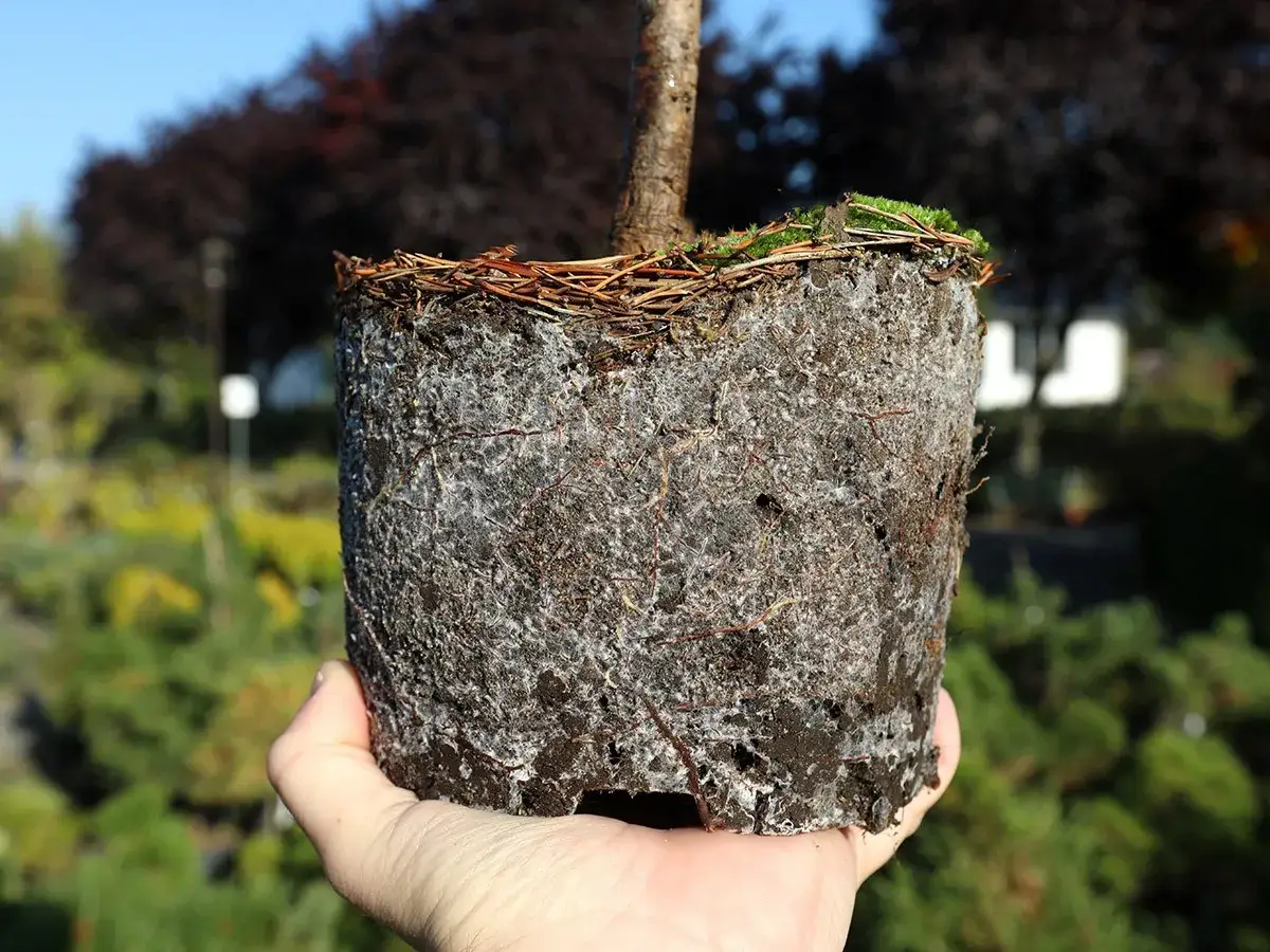 Na czym polega zjawisko mikoryzy i dlaczego jest tak ważne dla roślin?