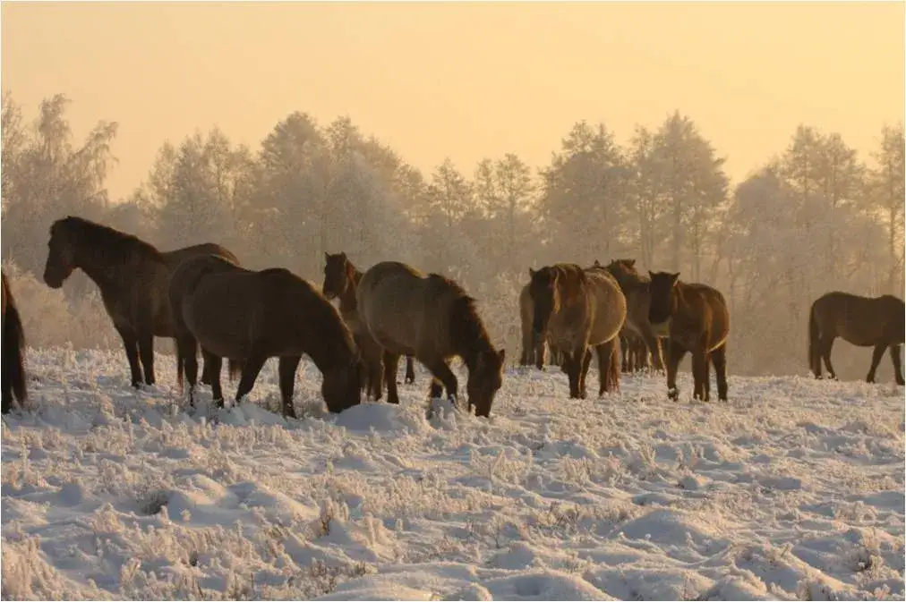 Czy w Polsce żyją dzikie konie? Fakty o konikach polskich i ich ochronie