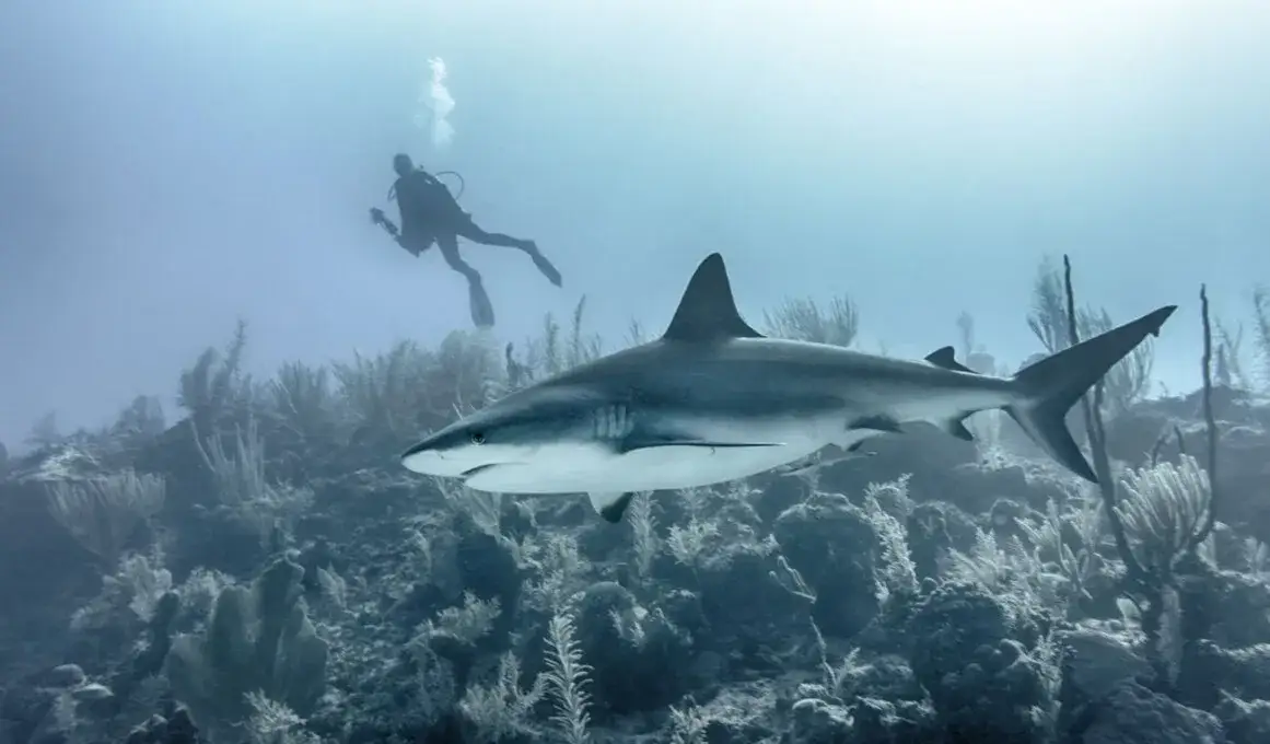 Najlepsze filmy o rybach: animacje, dokumenty i produkcje morskie, które warto zobaczyć