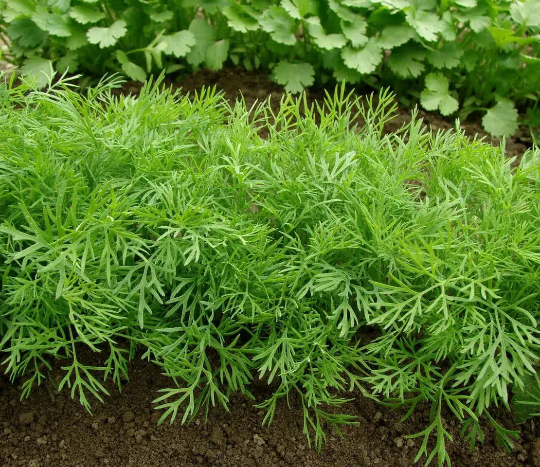 Jak uprawiać koperek - proste sposoby na obfite plony w ogrodzie