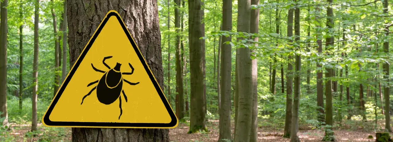 Do jakiego lekarza po ugryzieniu kleszcza? Ważne informacje i objawy