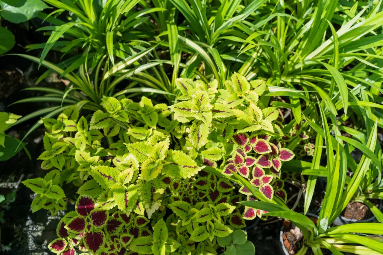 Jak pielęgnować byliny ozdobne, żeby przetrwały zimę bez stresu?