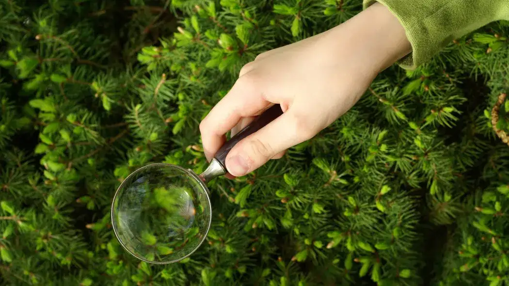 Skuteczne opryskiwanie iglaków: jakich preparatów użyć i kiedy stosować