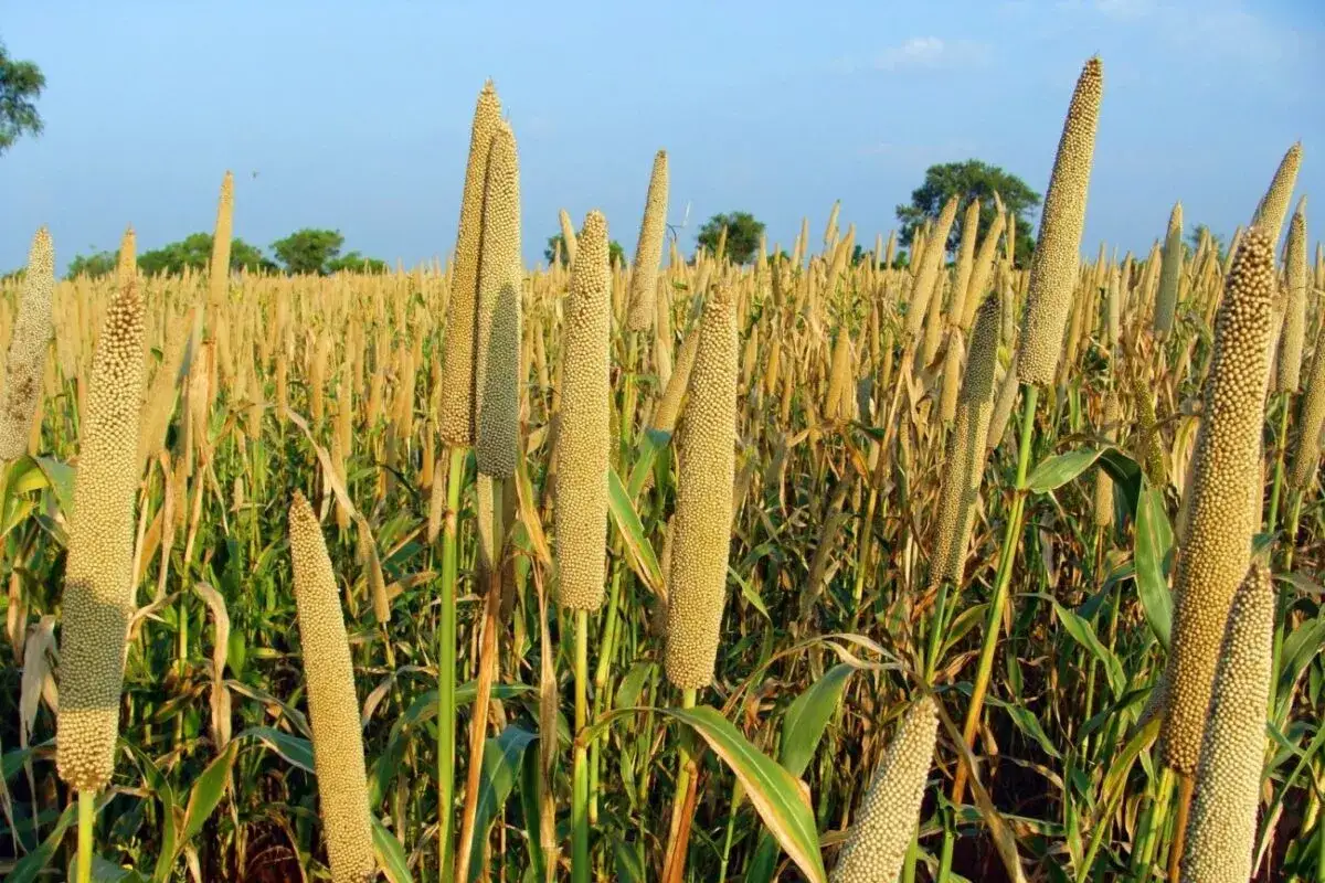 Gdzie w Polsce uprawia się proso? Odkryj lokalne tradycje rolnicze