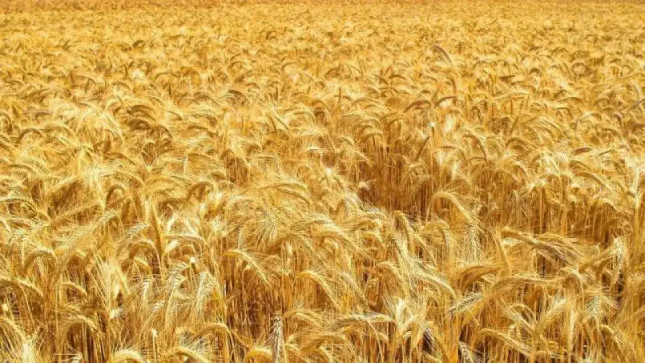 Jaka zaprawa do pszenicy zapewni zdrowe plony i ochroni przed chorobami?