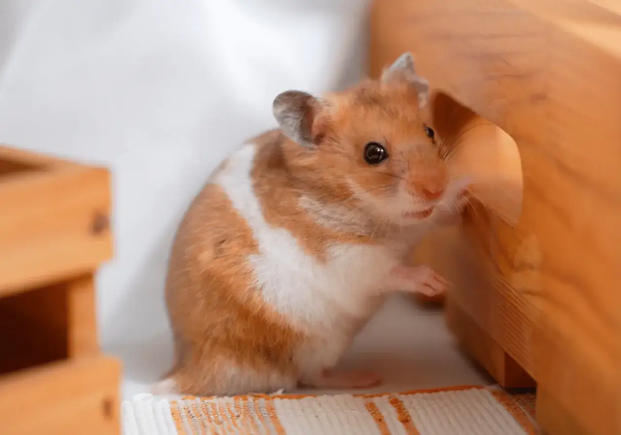 Czy chomik uczula dzieci? Objawy i jak ich unikać w domu