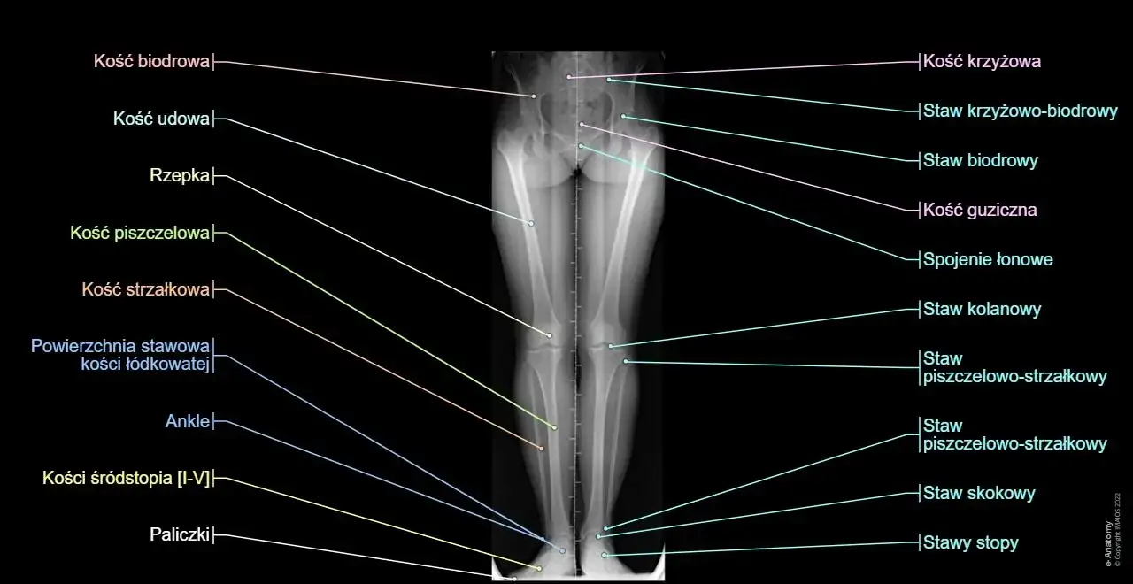Elewacja kończyny dolnej: kluczowa technika w rehabilitacji nóg