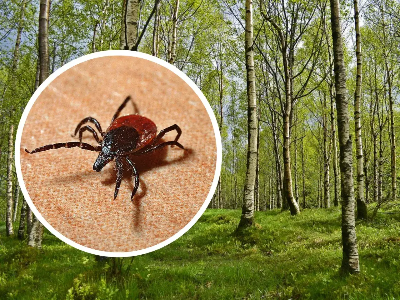 Kogo kleszcze omijają? Sprawdź, kto jest bezpieczny przed ukąszeniami