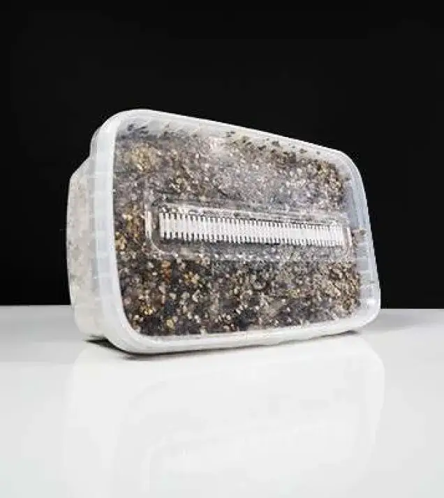 Historia i geografia rodzaju Psilocybe – gdzie rosną te grzyby i kto je odkrył?