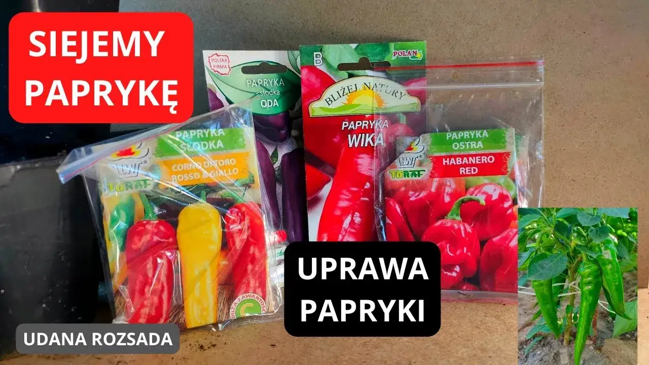 Kiedy sieje się paprykę, aby uniknąć słabych plonów w ogrodzie?