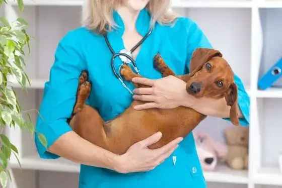 Ile kosztuje wizyta kontrolna u weterynarza? Sprawdź ceny i usługi