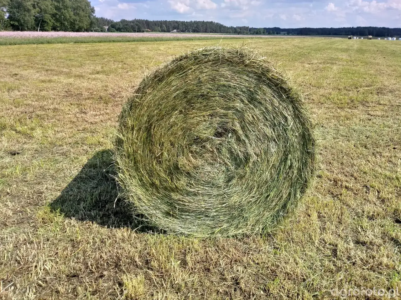 Ile waży balot siana? Poznaj wagi i czynniki wpływające na ciężar