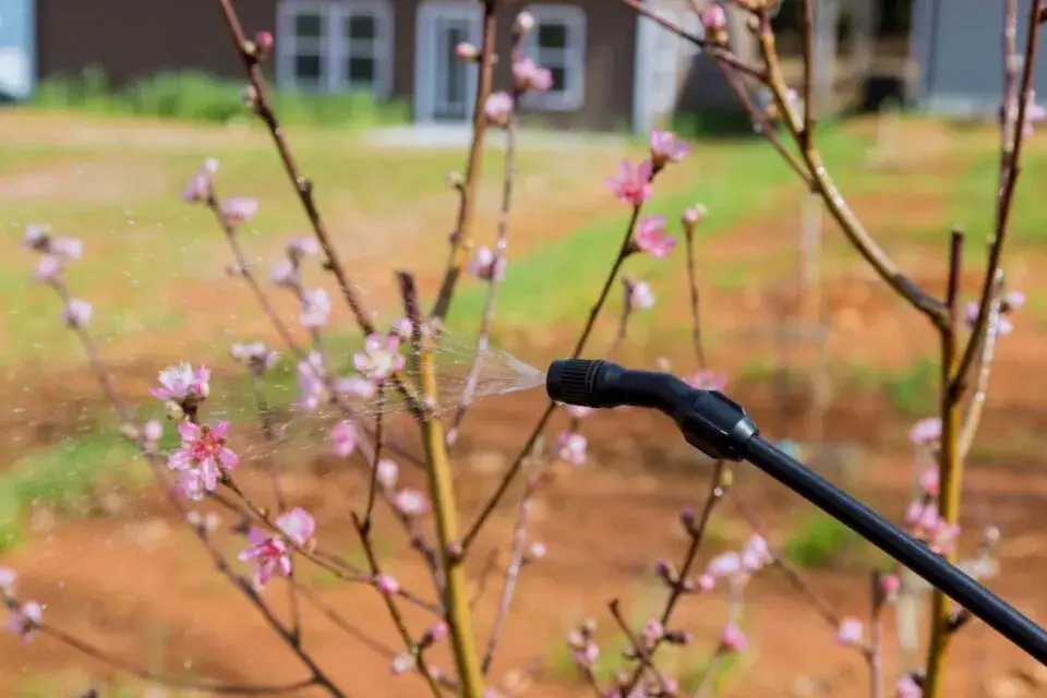 Czym opryskiwać śliwy w ogrodzie - skuteczne metody ochrony drzew