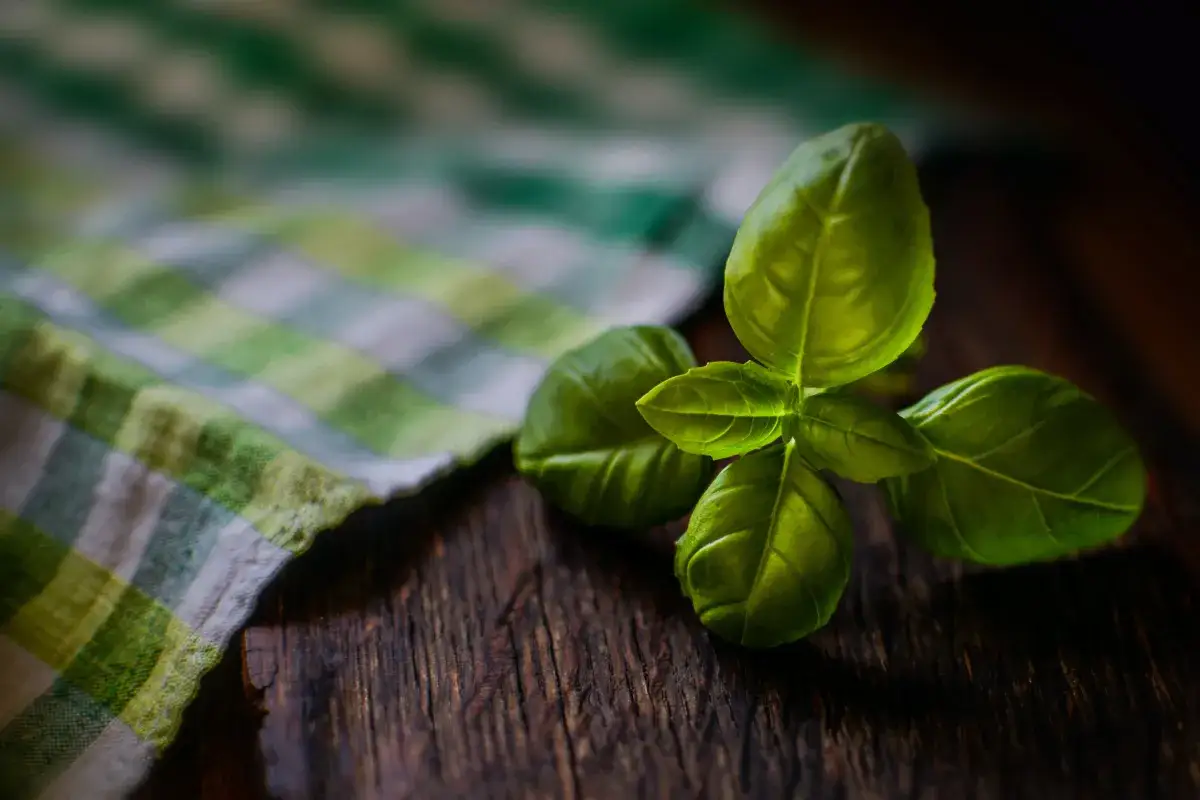 Czym nawozić bazylię, aby uzyskać bujne i zdrowe zioła?