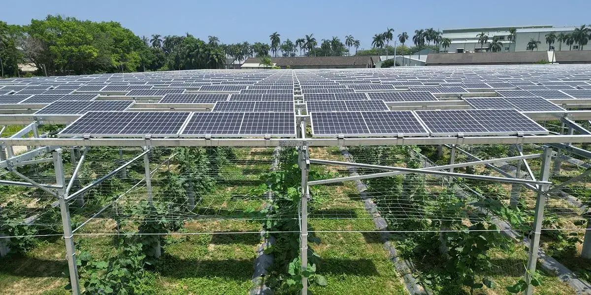 Agrofotowoltaika: co to jest i jak rewolucjonizuje rolnictwo