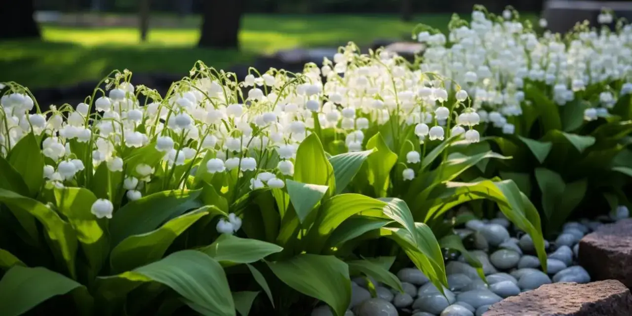 Jak sadzić konwalie w ogrodzie - kluczowe wskazówki dla pięknych kwiatów