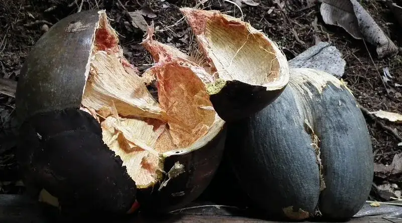 Coco de mer - największy owoc świata skrywa tajemnicę palm Seszeli