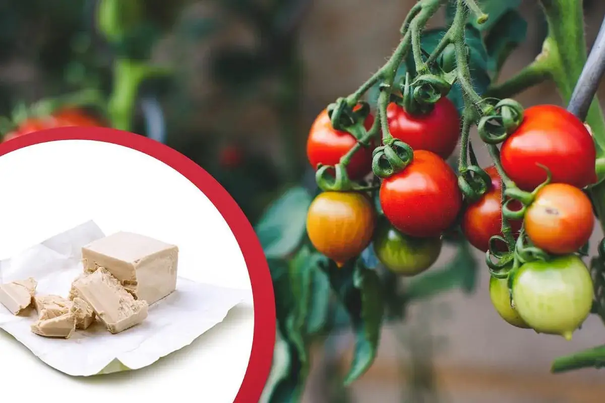 Skuteczne opryskiwanie pomidorów od zarazy: 7 sprawdzonych sposobów ochrony