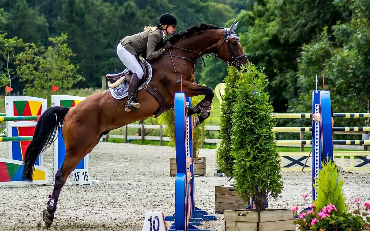 Jeździectwo klasyczne: Kluczowe techniki i sprzęt, które musisz znać