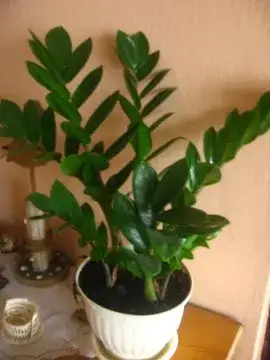 Czy zamiokulkas może stać w sypialni? Sprawdź jego zalety i pielęgnację