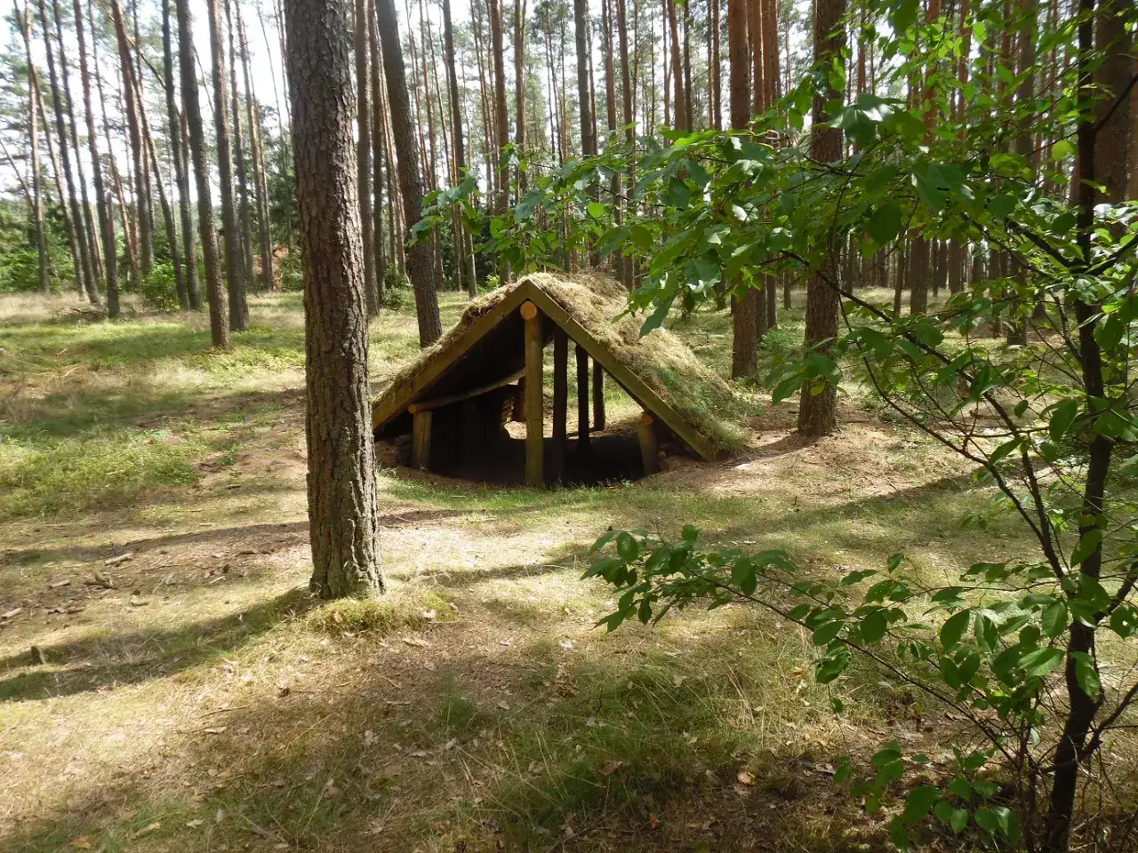Bory Tucholskie z dzieckiem: 10 niezapomnianych atrakcji rodzinnych