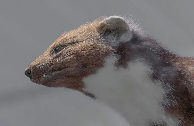 Co gryzie kable w samochodzie i jak temu zapobiec?