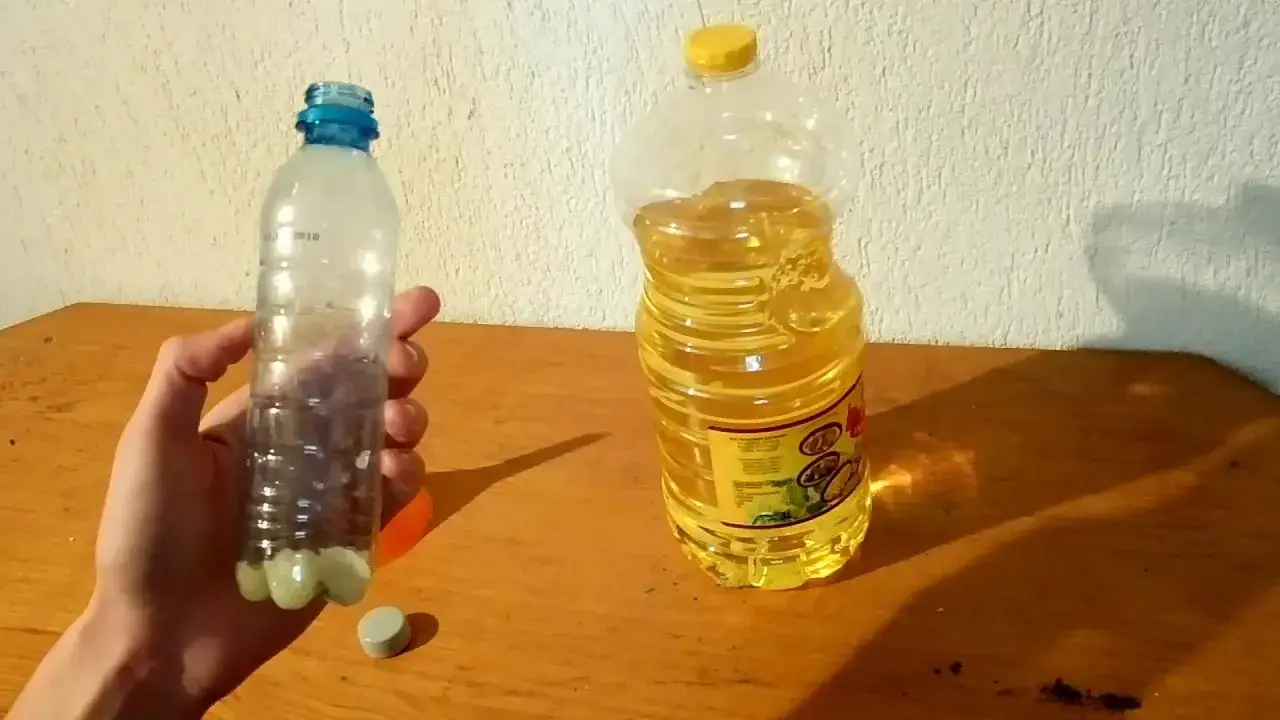 Jak zrobić olejek czosnkowy dla gołębi – zdrowie i witalność ptaków