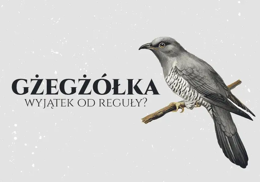 Poprawna pisownia gżegżółka - zasady ortografii i najczęstsze błędy