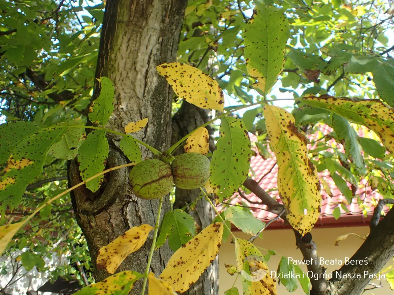 Jak prawidłowo kompostować liście z orzecha włoskiego - kompletny poradnik