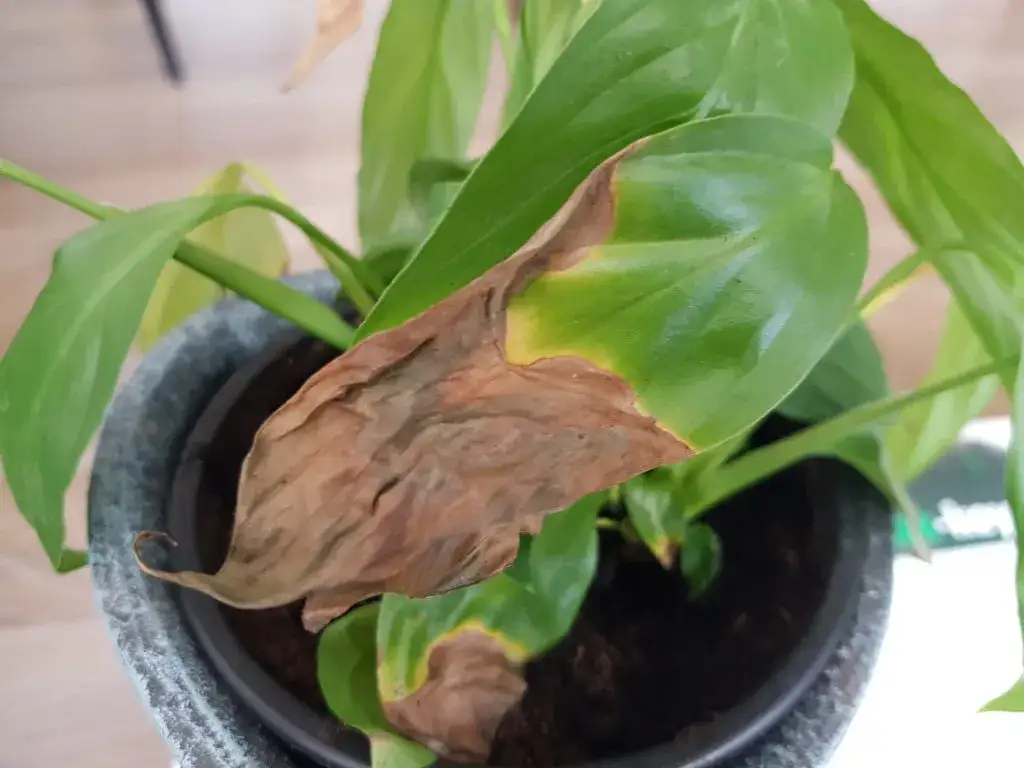 Najlepsza aplikacja co dolega roślinie – rozwiąż problemy roślin szybko i skutecznie