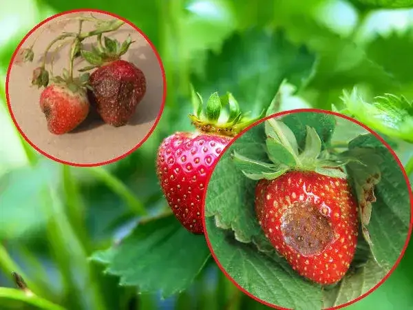 Opryskiwanie truskawek: praktyczny harmonogram zabiegów ochronnych