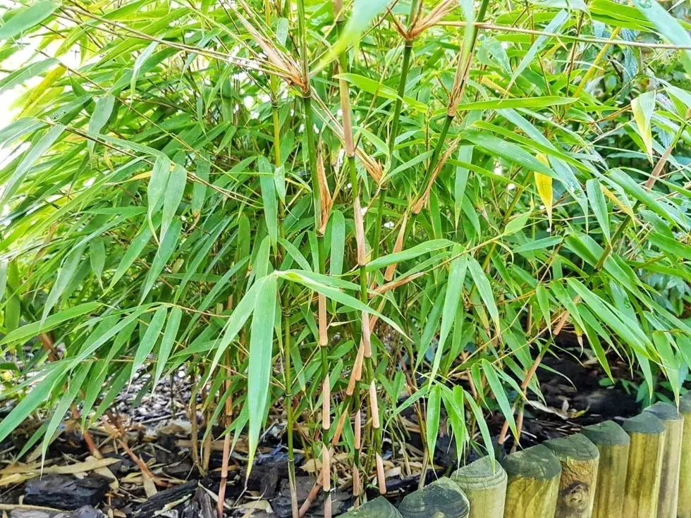 Jak malować bambus: Techniki, farby i wskazówki dla początkujących