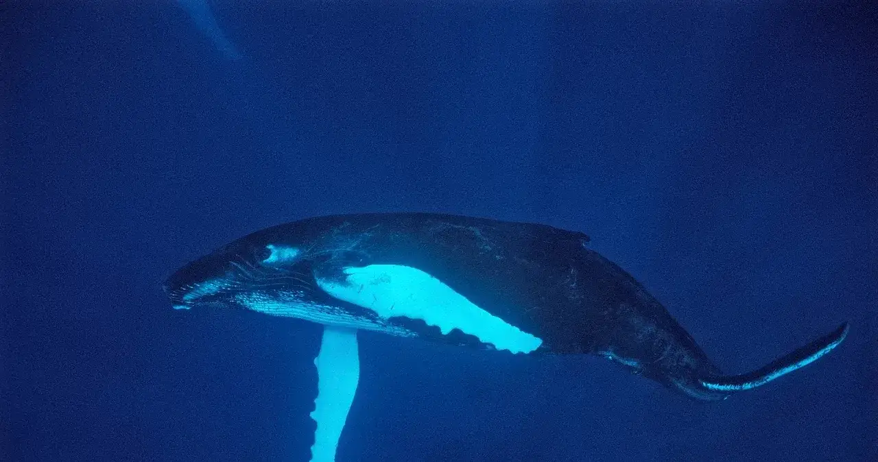 Czy w Morzu Bałtyckim są wieloryby? Rzadkie spotkania i ciekawostki