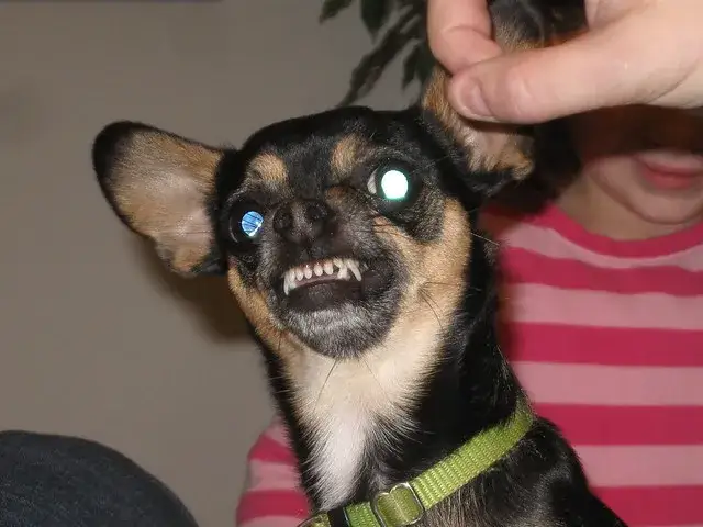 Czy chihuahua uczula? Sprawdź, czy możesz mieć alergię na psa