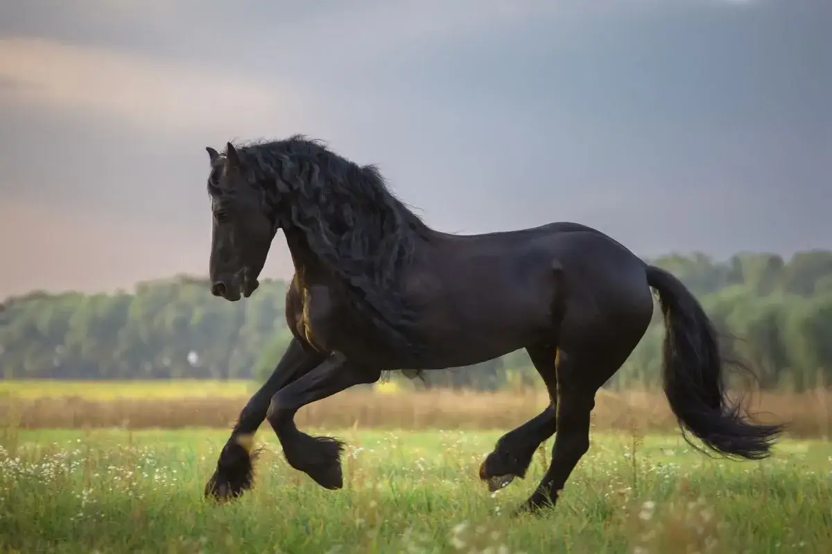 Jak można nazwać konia? 50 wyjątkowych imion dla twojego przyjaciela