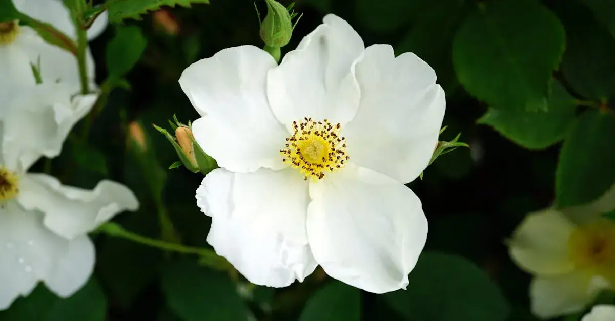 Baśniowe Sady Klemensa: Magiczny ogród pełen atrakcji dla dzieci