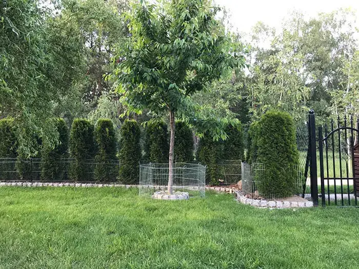 Skuteczne sposoby na zabezpieczenie ogrodu przed psem i jego szkodami