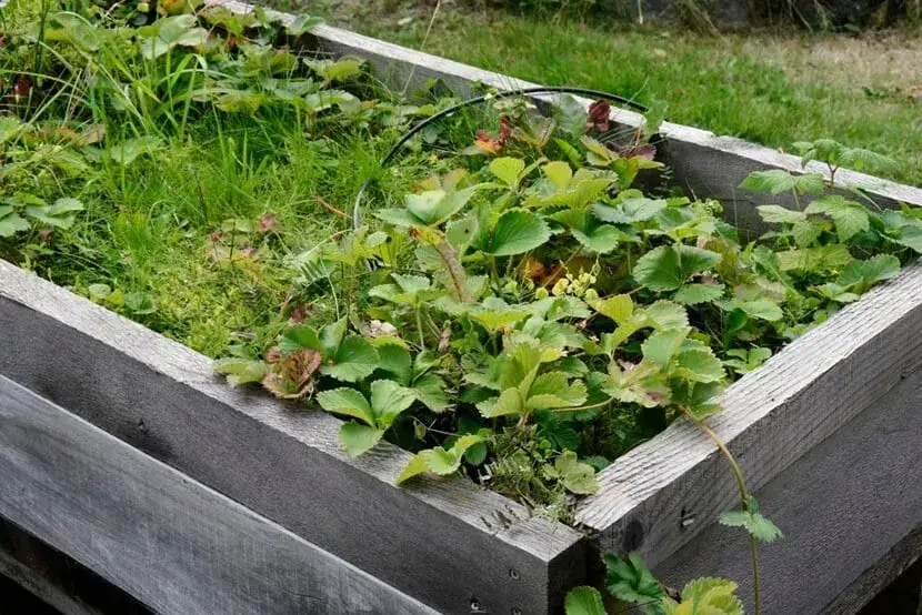 Jak uprawiać warzywa w skrzyniach - proste sposoby na sukces w ogrodzie