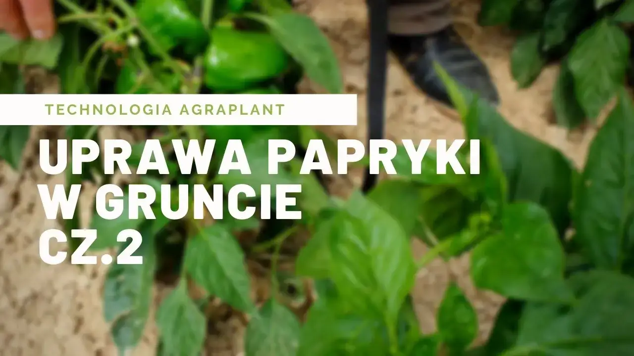 Jak uprawiać paprykę w gruncie - unikaj najczęstszych błędów