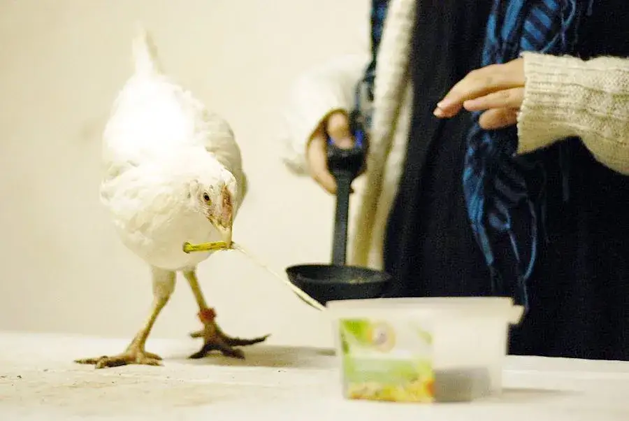 Jak wytresować kurczaka: sprawdzone metody na posłuszne ptaki