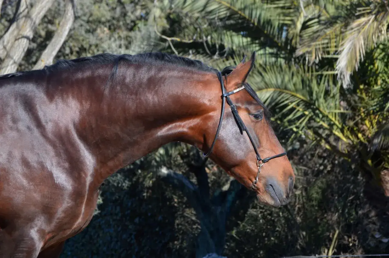Jakie są konie? Odkryj fascynujące rasy i ich niezwykłe cechy