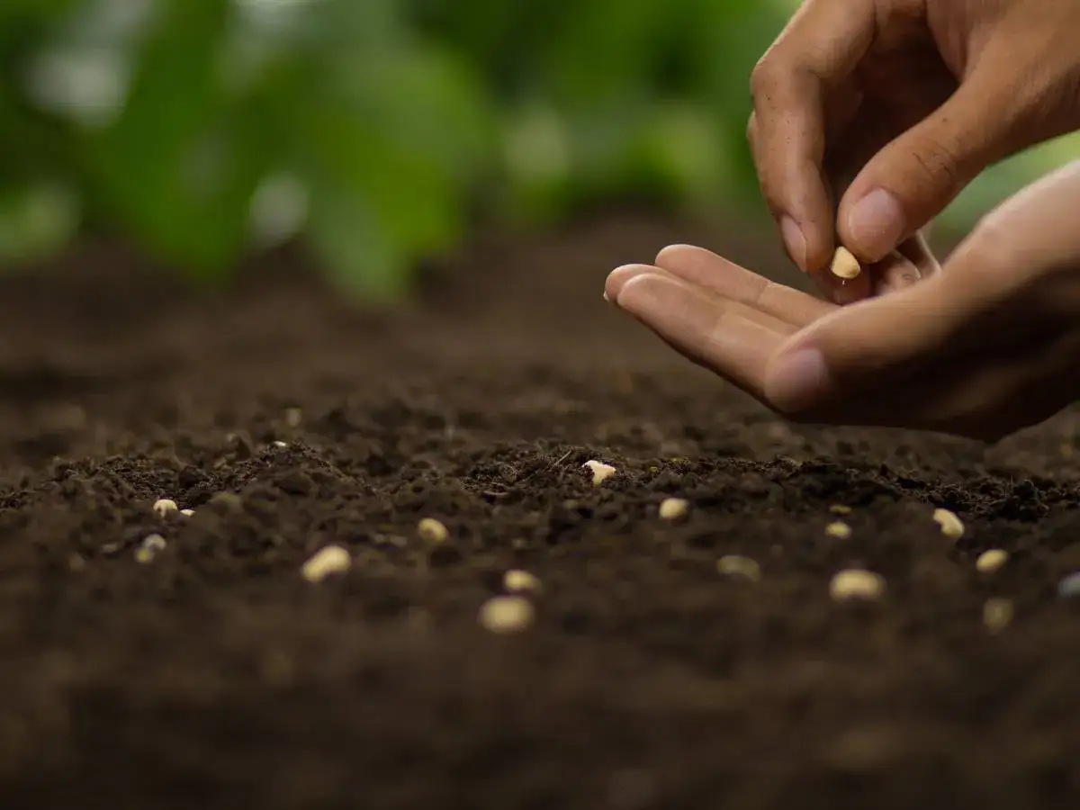 Jakie warzywa można siać na zimę, aby cieszyć się wczesnymi plonami