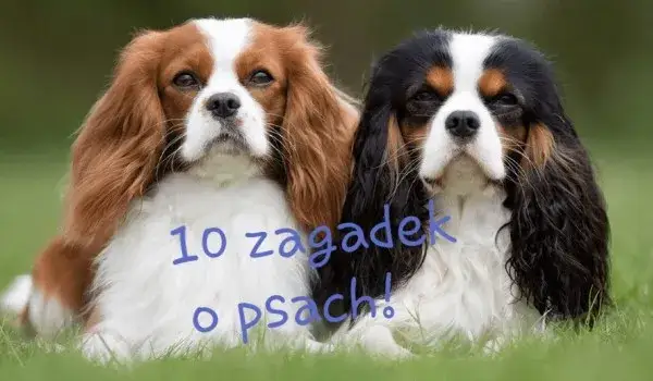 Zagadki o psach dla dzieci, które rozwiną ich logiczne myślenie i wiedzę