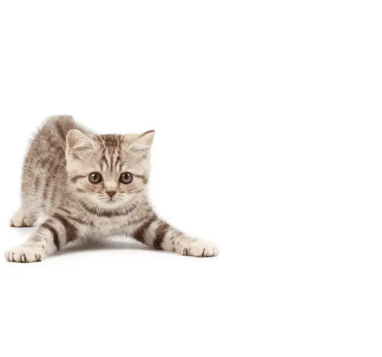 Czy koty mogą jeść surowe mięso? Poznaj ryzyko i zalety diety