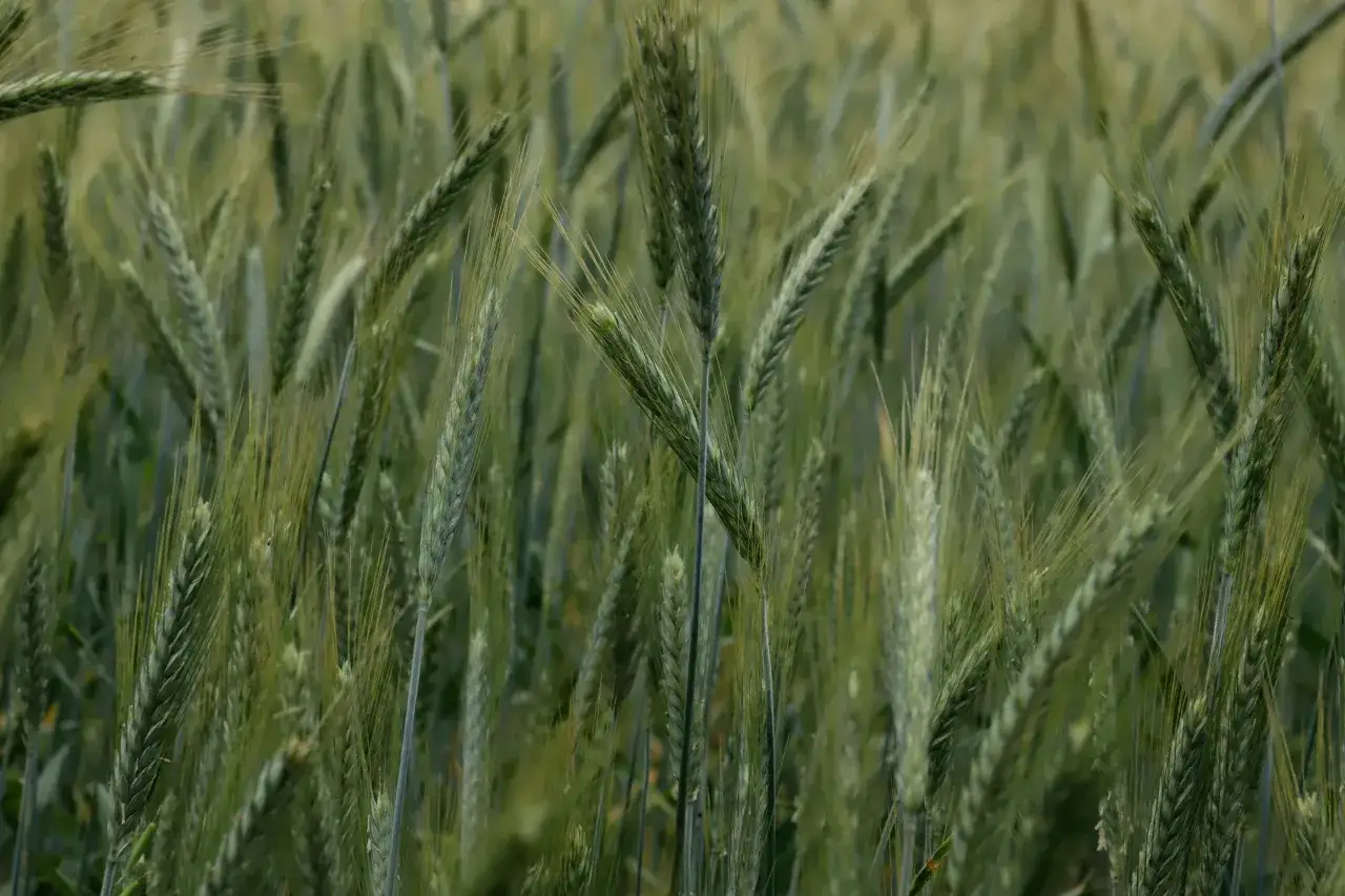 Ile kosztuje ogrzewanie na biomasę? Praktyczny przewodnik po ekonomicznym ogrzewaniu