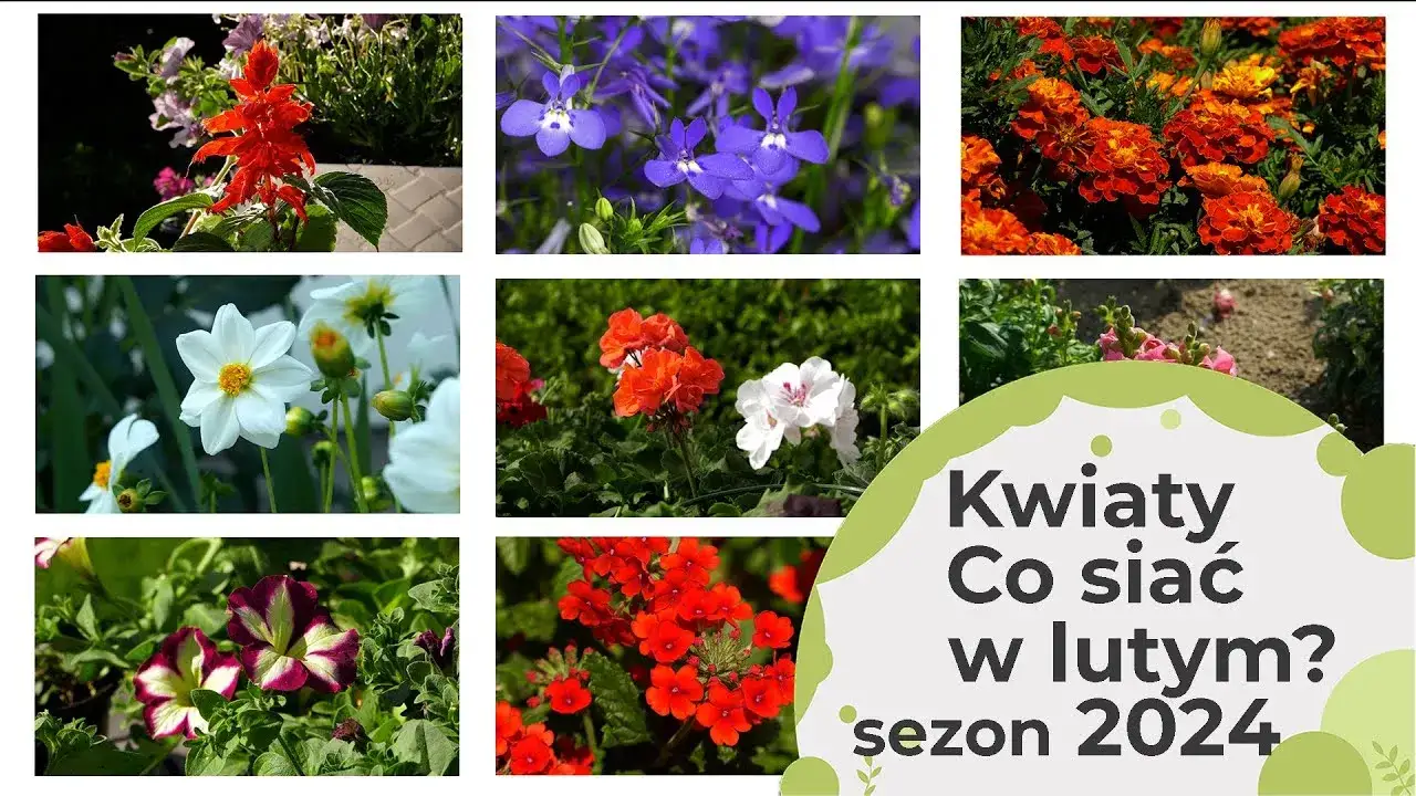 Jakie kwiaty siejemy w lutym? Odkryj idealne rośliny do ogrodu